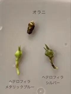 アロカシア　３種　芋のサムネイル