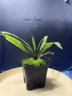 Blechnum obtusatum var. obtusatum 胞子培養株⑦ - メルカリ