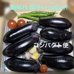 農薬不使用 埼玉県産 朝採れ 筑陽茄子 白茄子 箱込み2キロ 茄子食べ