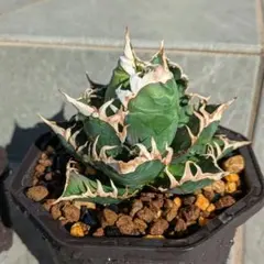 2026年最新】ゴリ猫の人気アイテム - メルカリ