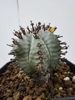 オプンチア ゴメイ オールドメキシコ オプンティア 団扇サボテン