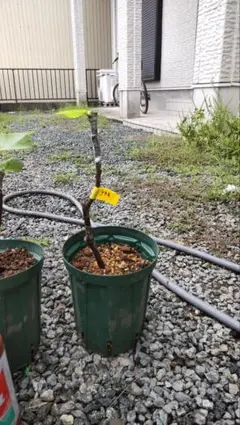 2025年最新】イチジク ブラックマデイラの人気アイテム - メルカリ