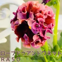 ter 2006326様 リクエスト 3点 まとめ商品