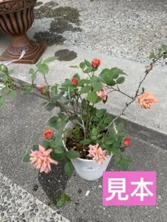 ミニバラ♡テディベア♡3.5号♡ポットごと宅急便コンパクト - メルカリ