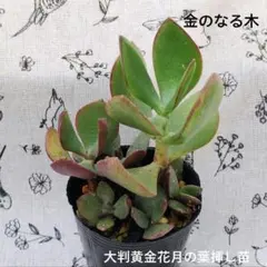 金のなる木＊大判黄金花月の葉挿し苗＊抜き苗＊大小6苗＊ポット内全部のサムネイル