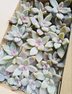 3.多肉植物　桜牡丹　カット苗