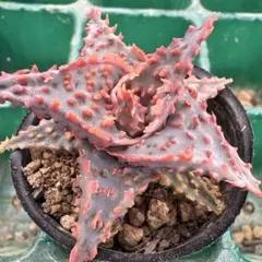 2026年最新】アロエハイブリッドの人気アイテム - メルカリ