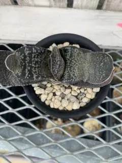 町田有理様 リクエスト 2点 まとめ商品