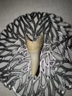 Item thumbnail for item aacf0b78-b8c2-4e44-9ad8-7252dd00faf9