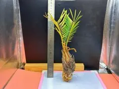 2025年最新】蘇轍の人気アイテム - メルカリ