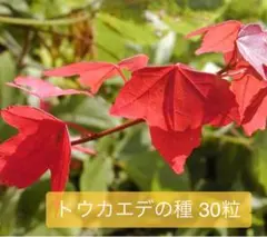 うままさん　多肉断捨離中様 リクエスト 3点 まとめ商品