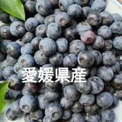 生ブルーベリー　650g　農薬不使用栽培　愛媛県産　朝摘みのサムネイル