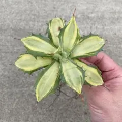 リョータ様 リクエスト 2点 まとめ商品