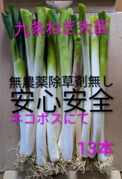 農家さん向け 八ヶ岳高原産 九条太ネギ干し苗 800本 - メルカリ