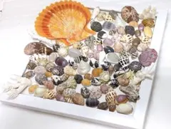 カラフルな貝殻とサンゴのアソートセット♪ハンドメイドやディスプレイなどに♪