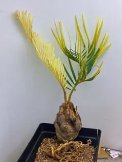 2026年最新】ソテツ 斑入りの人気アイテム - メルカリ