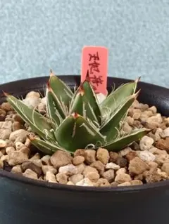 2025年最新】アガベ 王妃笹の雪 a型の人気アイテム - メルカリ