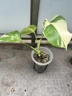 美希少モンステラボルシギアナオーレア（黄斑）茎伏せ鉢植え発送