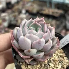 まめた様 リクエスト 3点 まとめ商品