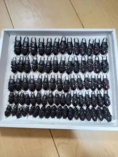 ノコギリクワガタ 標本 ♂60 大量セット - メルカリ