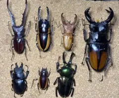 K*a様 昆虫標本　クワガタ　アマミノコギリ　トカラノコギリ　ヒラタクワガタ　ミ K*a様 昆虫標本 クワガタ アマミノコギリ トカラノコギリ