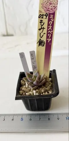 ☆ヴィンテージレター☆おらいさん苗☆第四種郵便☆月曜発送予定