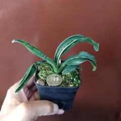 2025年最新】万年青 獅子の人気アイテム - メルカリ