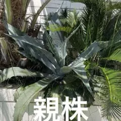 2025年最新】ファンキートゥースの人気アイテム - メルカリ