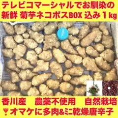 (D)新鮮 菊芋ネコポスBOX 込１kg ♥︎オマケに多肉植物とミニミニ乾燥唐辛子
