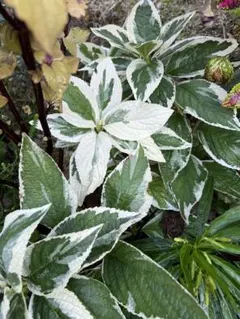 user_eb80ed66様 リクエスト 2点 まとめ商品