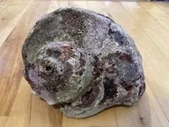 夜光貝　1.4キロ　Aのサムネイル