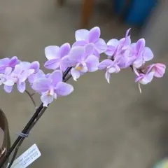 ミニ胡蝶蘭花付写真品物プラ鉢にのサムネイル