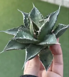 2026年最新】海王 アガベの人気アイテム - メルカリ