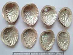 と16　日本海産天然あわび貝殻8枚まとめ売り♪送料込み♪