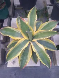 【しゅういち様】サルミアナフェロックスリップルエフェクト　【8/3撮影】☆未発根 しゅういち様】サルミアナフェロックスリップルエフェクト 【8/3