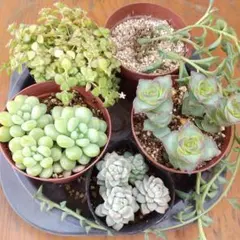 多肉植物 寄せ植えセット 匿名配送 ゆうゆうメルカリ便