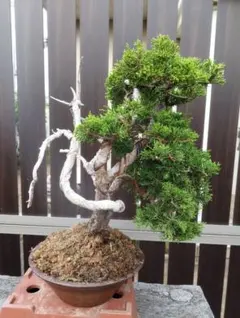 創作盆栽　糸魚川真柏のサムネイル