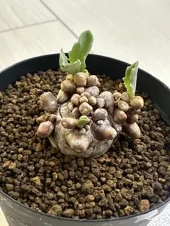 カラカラ様 リクエスト 2点 まとめ商品