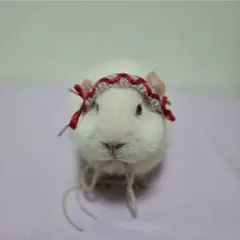 Item thumbnail for item 34acbbd0-9bd6-4996-9bf4-b7eddb86feca