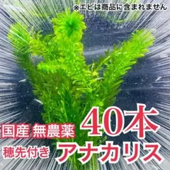 【専用ページ】天然 アナカリス、1000本【超メルカリ市価格】 2026年最新】アナカリスの人気アイテム - メルカリ