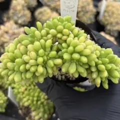 多肉植物 8個 2026-0804MLJP-010 トメントサ錦 - メルカリ
