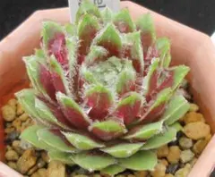 mimosa .:*☆様 リクエスト 4点 まとめ商品