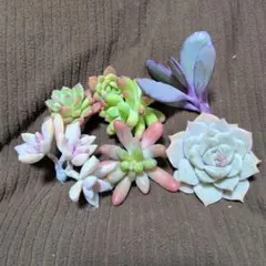多肉植物　カット苗セット④