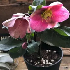 2025年最新】クリスマスローズ横向き上向きの人気アイテム - メルカリ