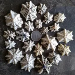 カサガイSET☆㉝　貝殻　笠貝　カサガイ　標本　貝　シーグラスアート　貝殻アート