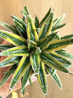 2025年最新】笹の雪 黄覆輪の人気アイテム - メルカリ