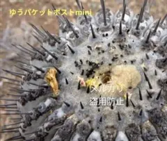 2026年最新】黒王丸 現地球の人気アイテム - メルカリ