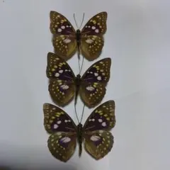 2026年最新】オオムラサキ 標本の人気アイテム - メルカリ