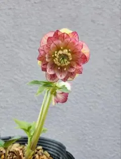 mirakohujin様 リクエスト 2点 まとめ商品