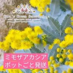 ミモザアカシア 銀葉アカシア　シンボルツリー 常緑樹　79
